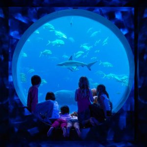 Aquarium of Genoa (Italy)